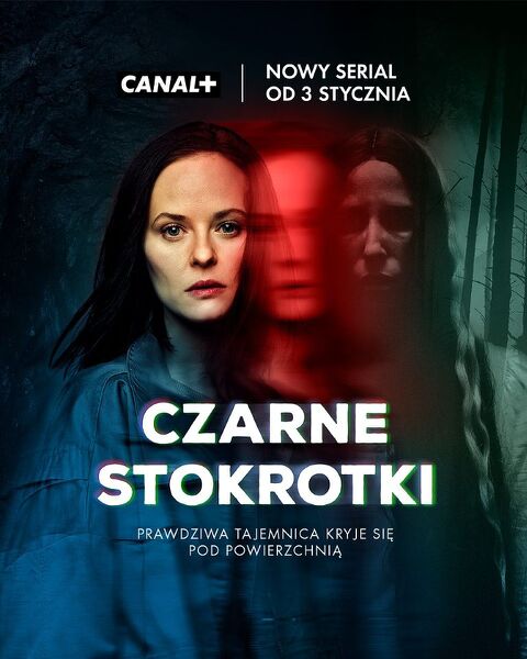 File:Czarne stokrotki.jpg